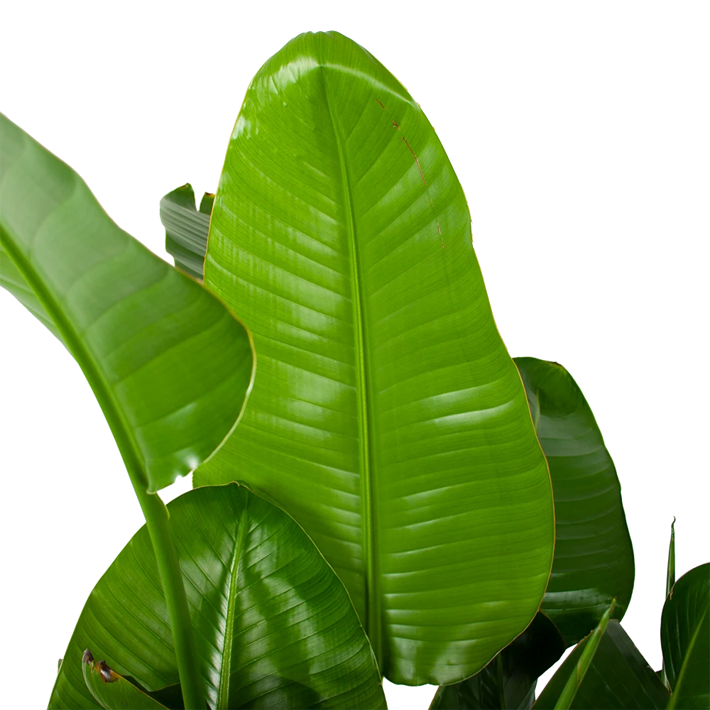 Strelitzia Nicolai - Paradijsvogelplant - P35 H130 - Kamerplant - Afbeelding 2