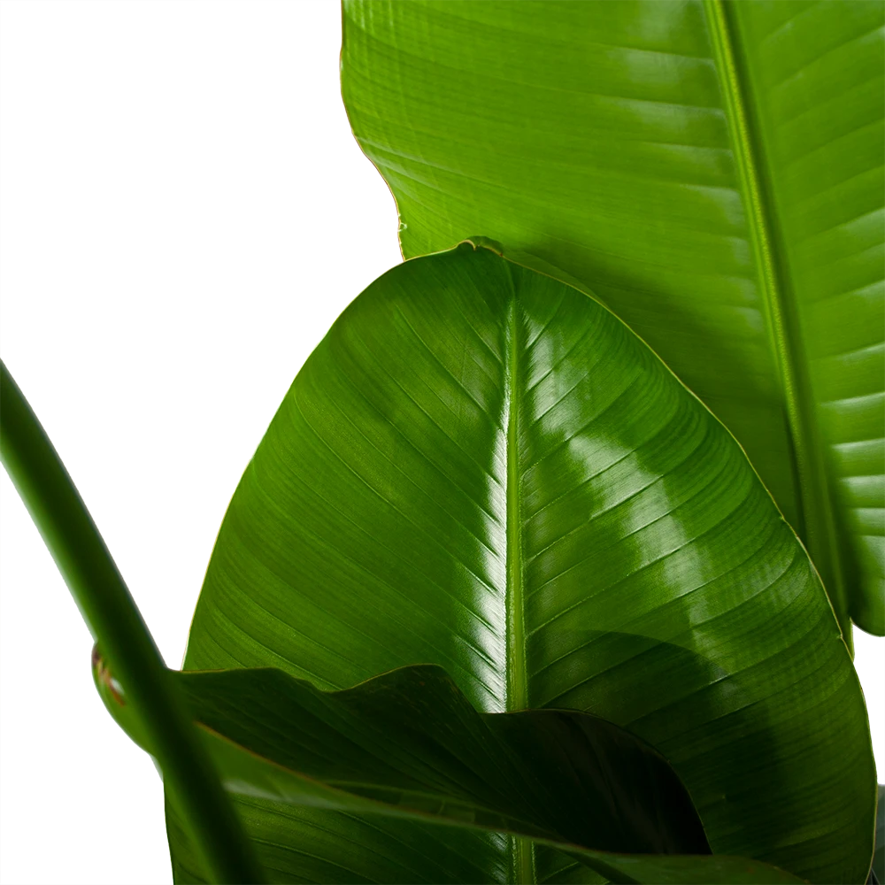 Strelitzia Nicolai - Paradijsvogelplant - P35 H130 - Kamerplant - Afbeelding 3
