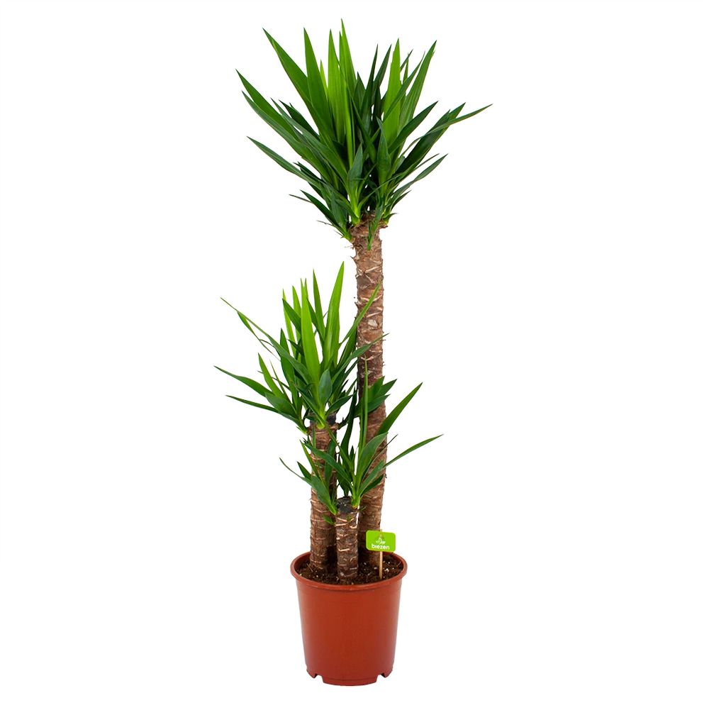 Yucca - Palmlelie - P24 H120 - Kamerplant