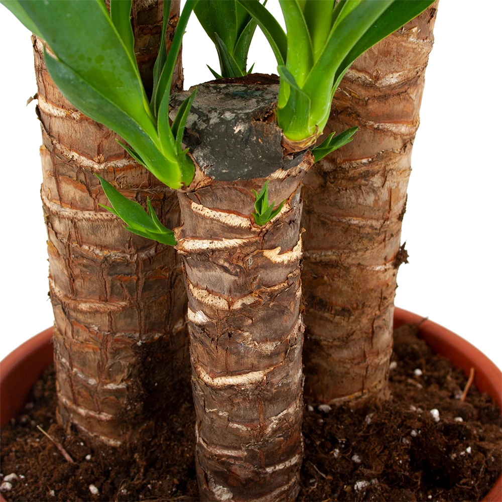 Yucca - Palmlelie - P24 H120 - Kamerplant - Afbeelding 2
