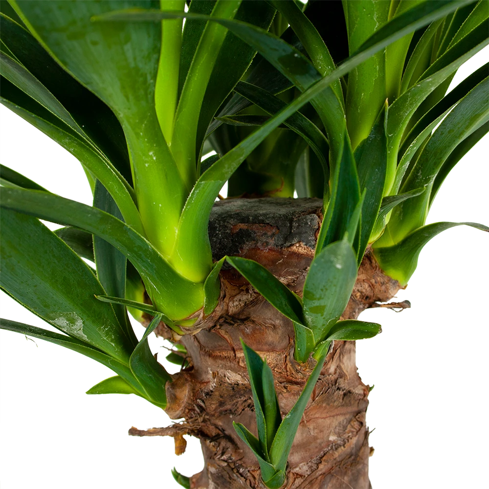 Yucca - Palmlelie - P24 H120 - Kamerplant - Afbeelding 3