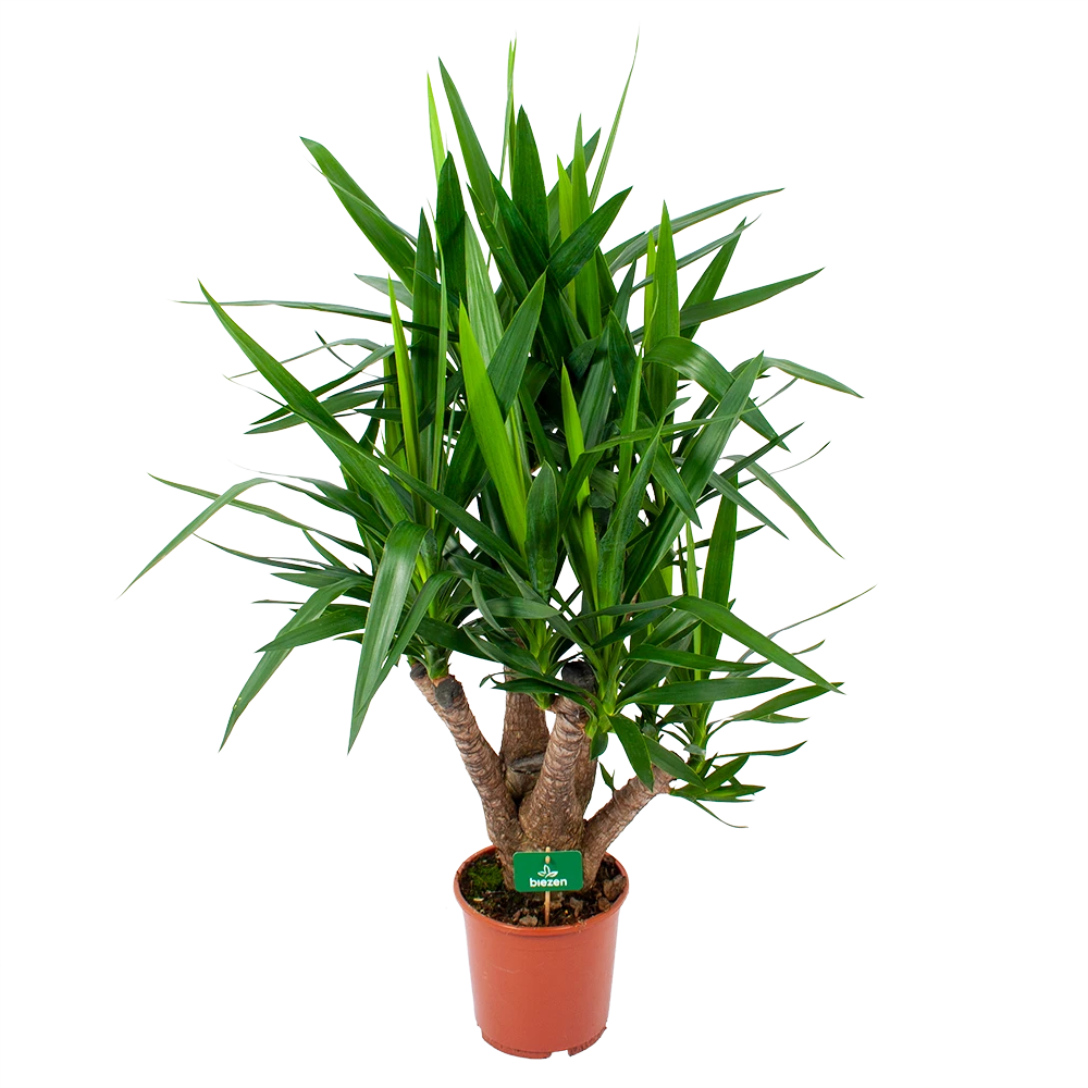 Yucca - Vertakt - Palmlelie - P24 H100 - Kamerplant