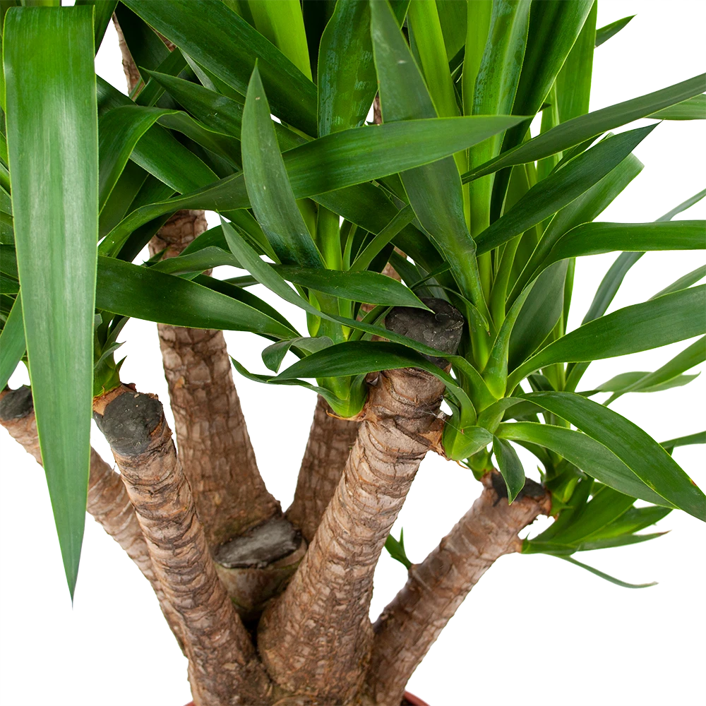 Yucca - Vertakt - Palmlelie - P24 H100 - Kamerplant - Afbeelding 2