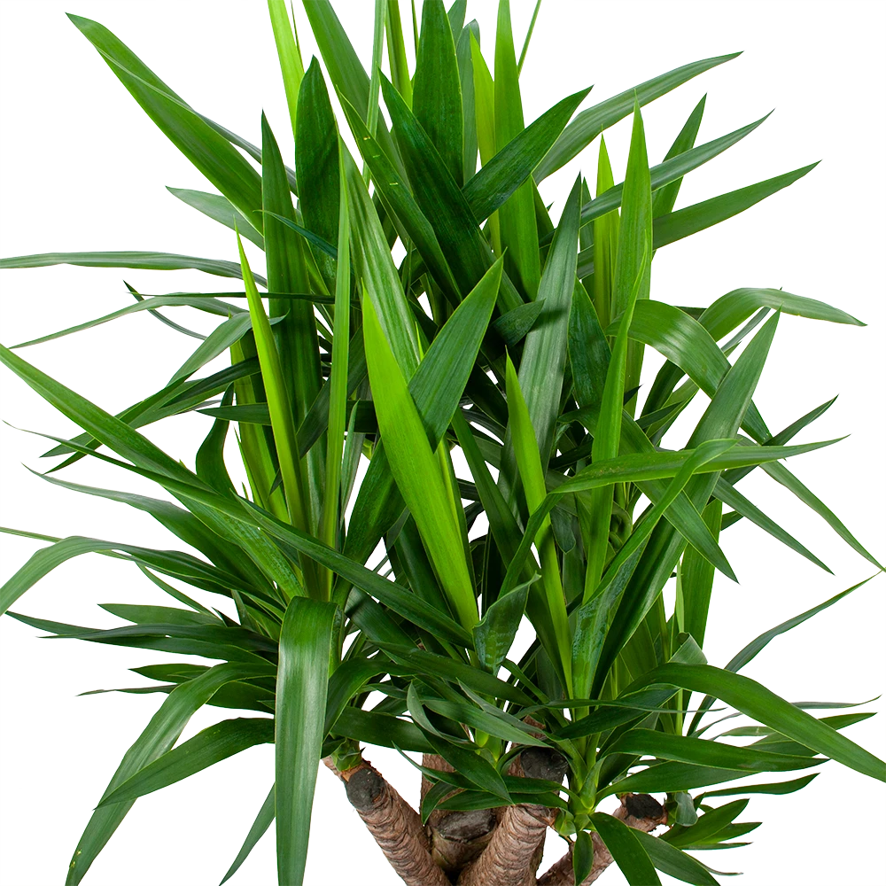 Yucca - Vertakt - Palmlelie - P24 H100 - Kamerplant - Afbeelding 3
