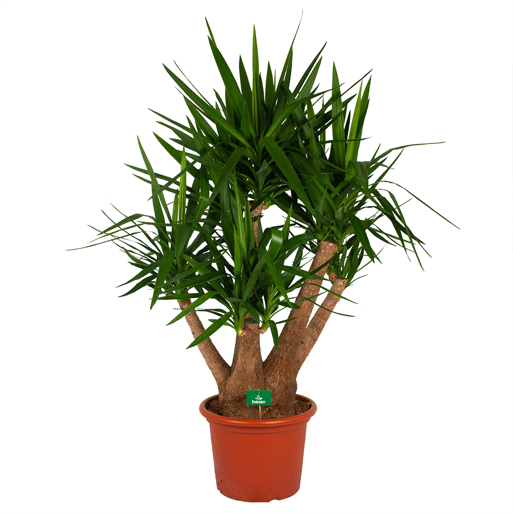 Yucca - Vertakt - Palmlelie - P45 H170 - Kamerplant