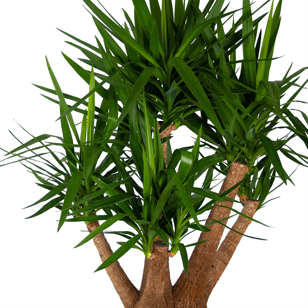 Yucca - Vertakt - Palmlelie - P45 H170 - Kamerplant - Afbeelding 2